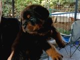 Rottweiler Yavru