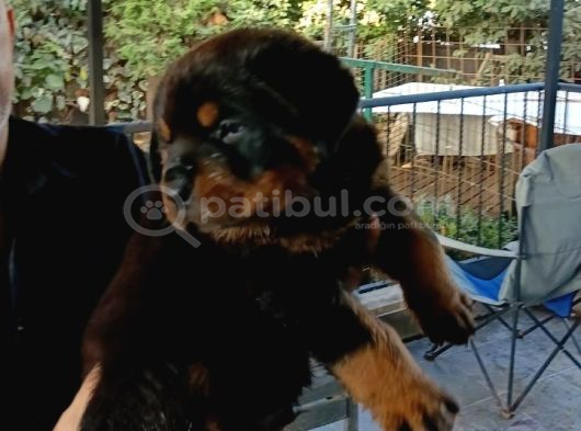 Rottweiler Yavru görsel
