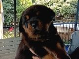 Rottweiler Yavru