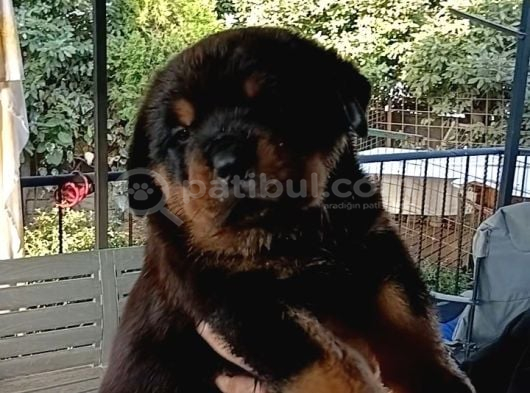 Rottweiler Yavru görsel