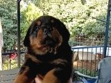 Rottweiler Yavru