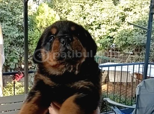 Rottweiler yavru