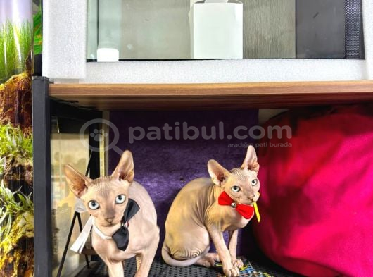 3Buçuk Aylik 2 Erkek Mavi̇ Gözlü Sfenks Yavrumuz