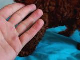 Ev Doğumlu Anne Yanından Toypoodle İstanbul