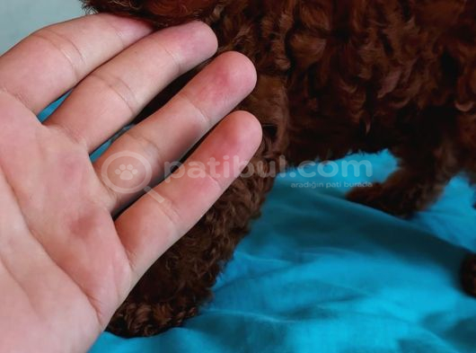 Ev Doğumlu Anne Yanından Toypoodle İstanbul görsel