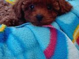 Ev Doğumlu Anne Yanından Toypoodle İstanbul