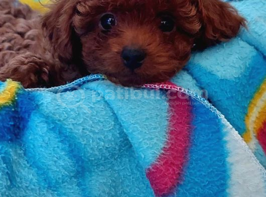 Ev Doğumlu Anne Yanından Toypoodle İstanbul görsel