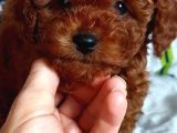 Ev Doğumlu Anne Yanından Toypoodle İstanbul
