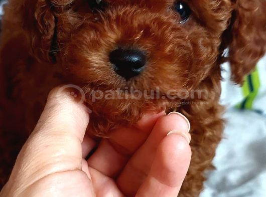 Ev Doğumlu Anne Yanından Toypoodle İstanbul
