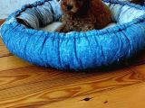 Ev Doğumlu Anne Yanından Toypoodle İstanbul