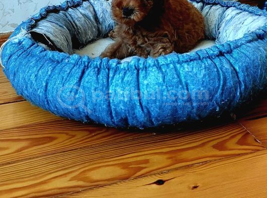 Ev Doğumlu Anne Yanından Toypoodle İstanbul görsel