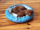 Ev Doğumlu Anne Yanından Toypoodle İstanbul