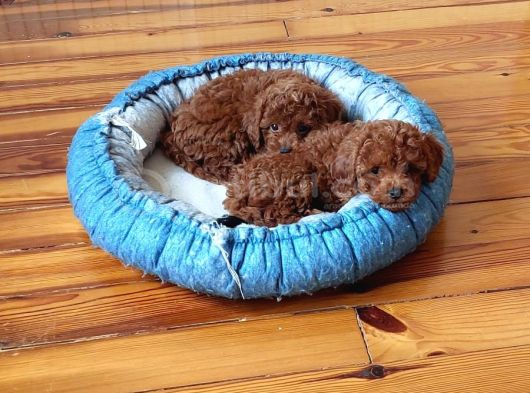 Ev Doğumlu Anne Yanından Toypoodle İstanbul görsel