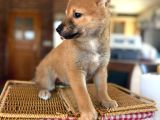 Shiba Inu