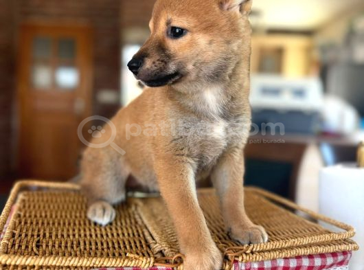 Shiba Inu görsel