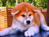 Japon Aki̇ta-İnu Yavrulari
