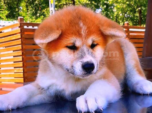Japon Aki̇ta-İnu Yavrulari