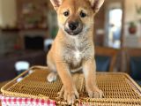Shiba Inu