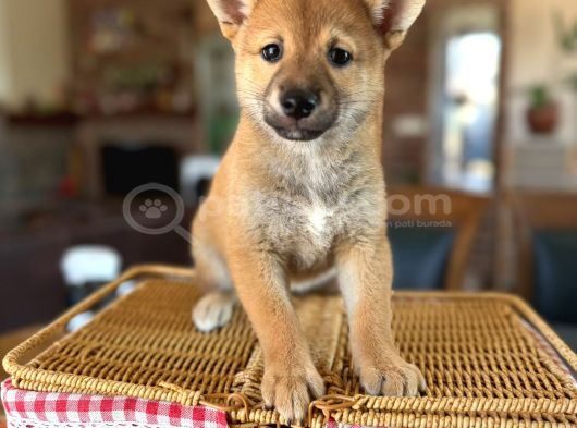 Shiba Inu görsel