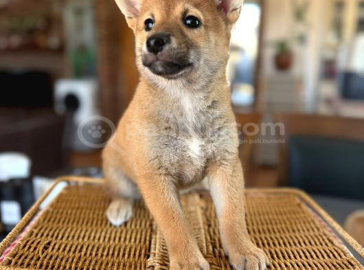 Shiba Inu görsel
