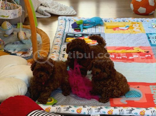 Irkının En Güzel Toy Boy Poodle Bebekleri görsel