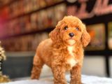 Poodle Partecoluer Yavrularımız