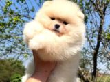 Ayıcık Tadında Pomeranian Yavrular