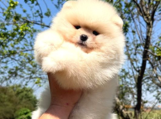 Ayıcık Tadında Pomeranian Yavrular görsel