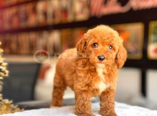 Poodle Partecoluer Yavrularımız görsel