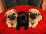 Sevimli krem -Siyah Pug Yavrular