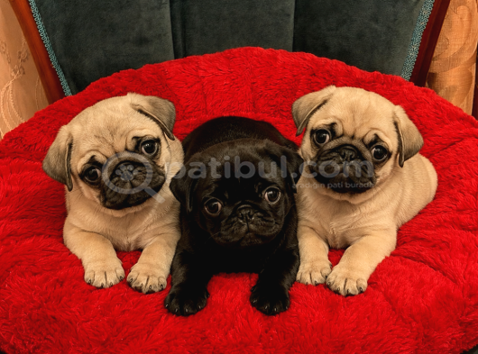 Sevimli krem -Siyah Pug Yavrular