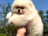Ayıcık Tadında Pomeranian Yavrular