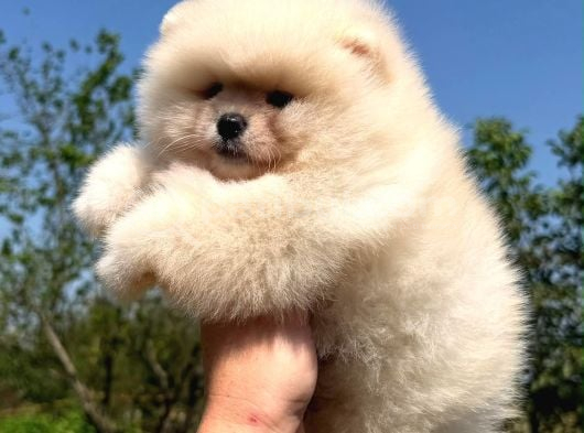 Ayıcık Tadında Pomeranian Yavrular görsel