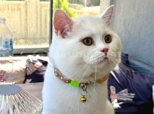 ÜCRETSİZ Oscar oğlumuzu sahiplendiriyoruz
