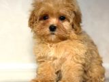 Malti̇poo Ci̇nsi̇ Yavrular Ev Üreti̇mi̇