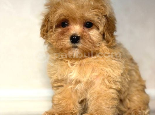 Malti̇poo Ci̇nsi̇ Yavrular Ev Üreti̇mi̇ görsel