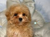 Malti̇poo Ci̇nsi̇ Yavrular Ev Üreti̇mi̇