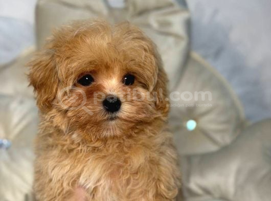 Malti̇poo Ci̇nsi̇ Yavrular Ev Üreti̇mi̇ görsel