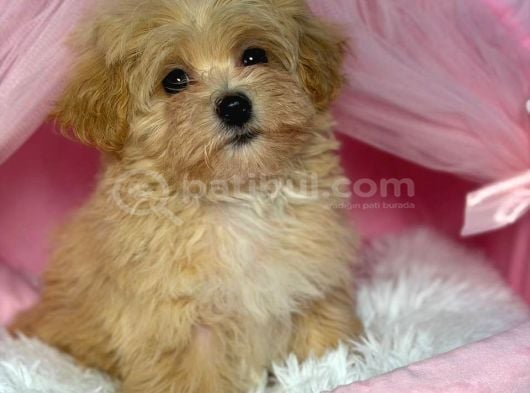 MALTİPOO CİNSİ YAVRULAR EV ÜRETİMİ