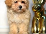 Malti̇poo Ci̇nsi̇ Yavrular Ev Üreti̇mi̇