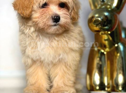 Malti̇poo Ci̇nsi̇ Yavrular Ev Üreti̇mi̇ görsel