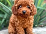 Kipkirmizi Red Toy Poodle Sevi̇mli̇ Yavrular