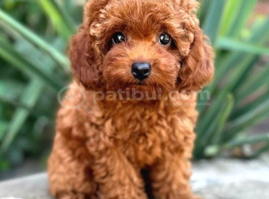 KIPKIRMIZI RED TOY POODLE SEVİMLİ YAVRULAR