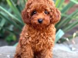 Kipkirmizi Red Toy Poodle Sevi̇mli̇ Yavrular