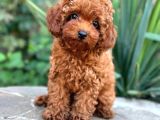 Kipkirmizi Red Toy Poodle Sevi̇mli̇ Yavrular