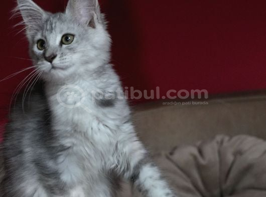 Benim Bir Şey Deme Gerek Yok Goog De Var görsel