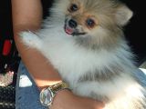 Pomeranian