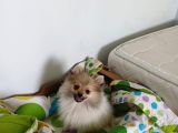Pomeranian