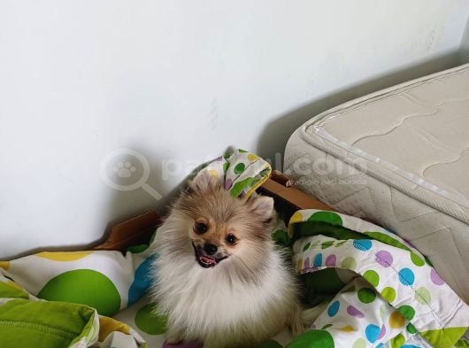 Pomeranian
