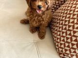 75 Günlük Teacup Poodle Dişi Erkek Denizli
